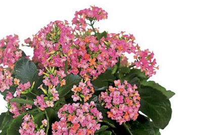 Alles Gute zum Muttertag – „Sag Danke mit Blumen”... Blumenverkauf am Do. 6. Mai von 8.00 - 13.00 Uhr am Wochenmarkt Seefeld