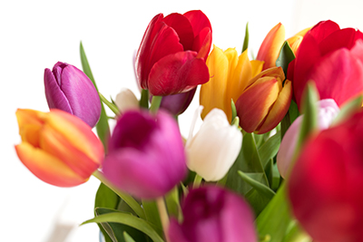 Blumengrüße der Nachbarschaftshilfe Seefeld – Verkauf von Blumen und Pflanzen auf dem Petersmarkt